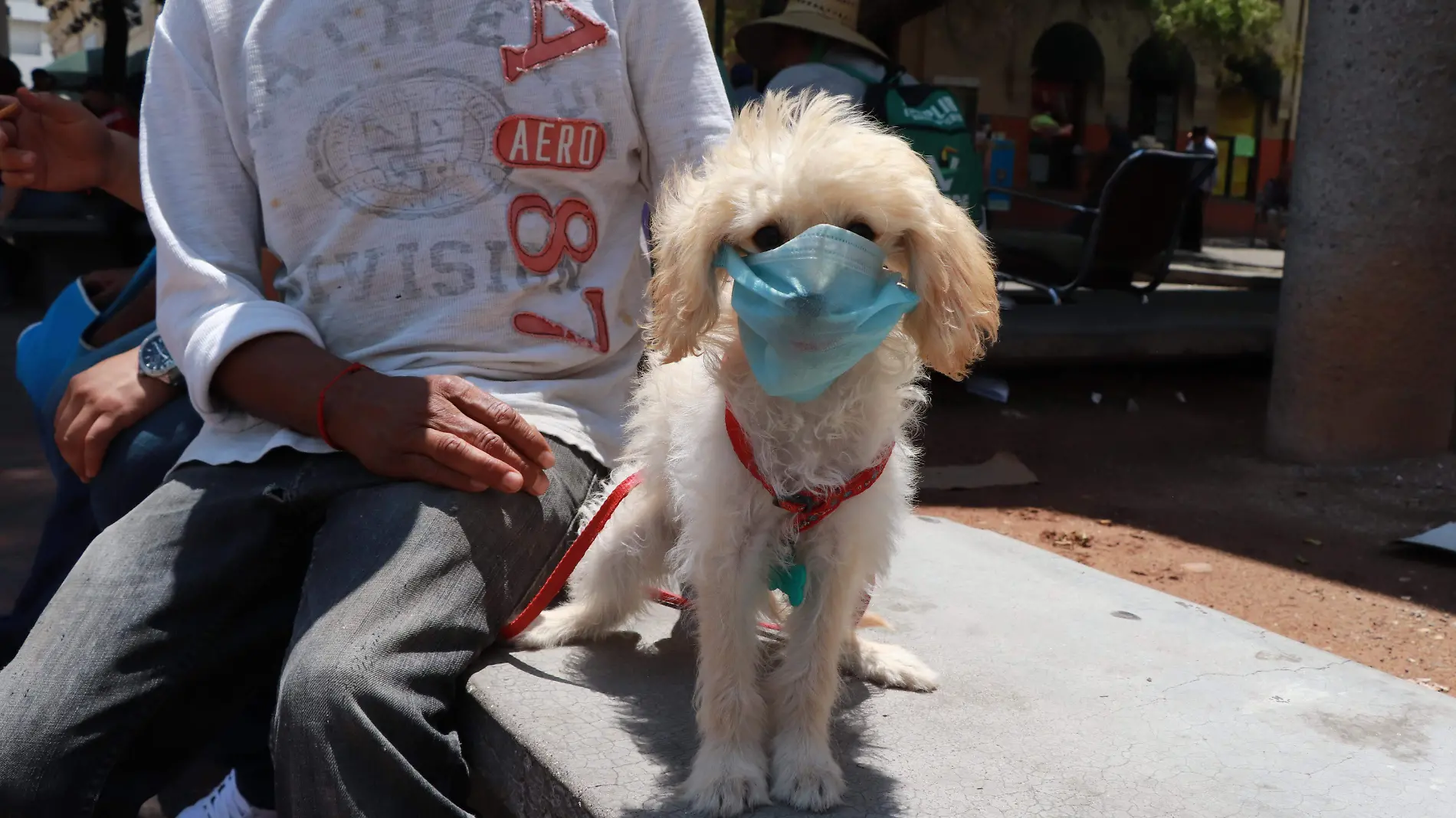 Perro con cubrebocas, peluchin - Cecilia Saijas (1)